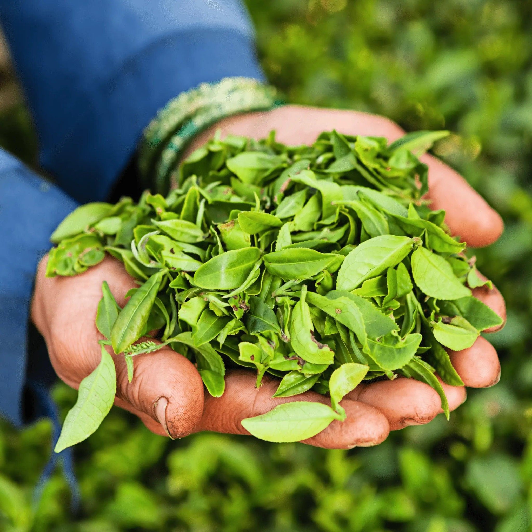 Darjeeling Tea - First Flush